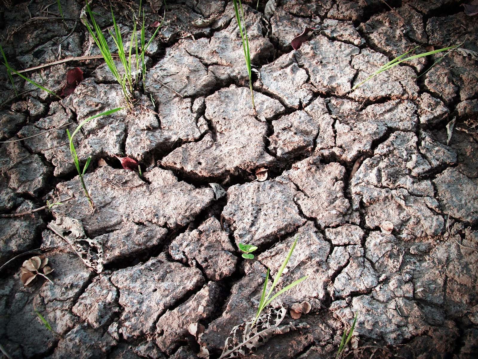 Soil 1551147 1920 Soil 1551147 1920